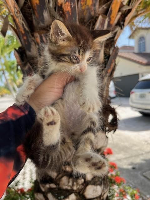 Sky - Domestic Short Hair