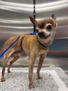 Pachito - Chihuahua