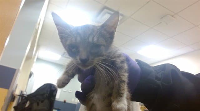 Sandie - Domestic Medium Hair