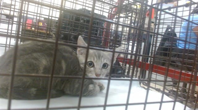 Eevee - Domestic Short Hair