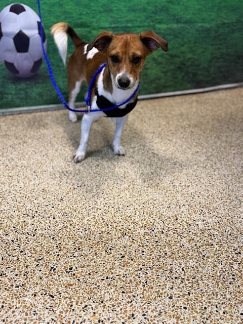 Rocky - Jack Russell Terrier (Parson Russell Terrier)