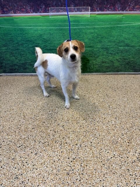 Hiroshi - Jack Russell Terrier (Parson Russell Terrier)
