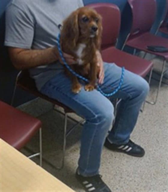 Sasha - Cavalier King Charles Spaniel