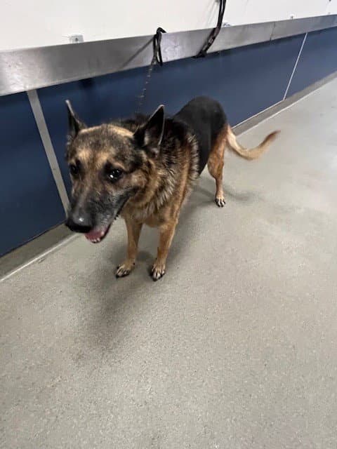 Enzo - German Shepherd Dog