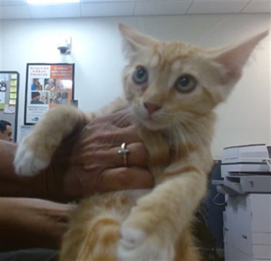 Leo - Domestic Short Hair