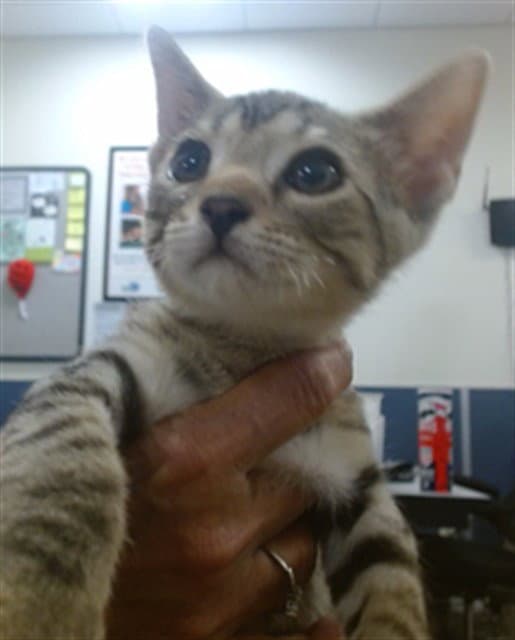 Runti - Domestic Short Hair