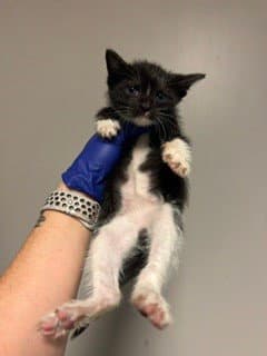 Julissa - Domestic Short Hair