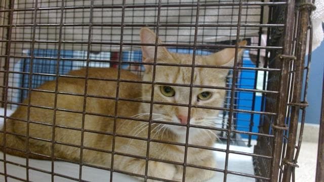 Mona - Domestic Short Hair