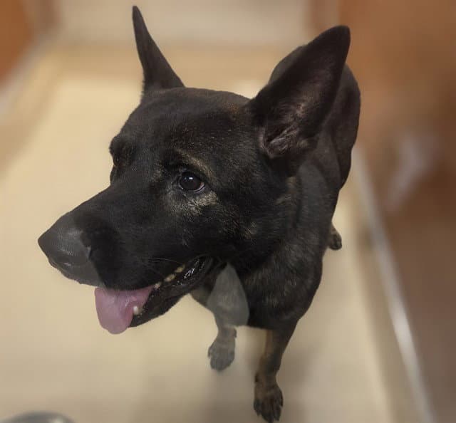 Dagger - German Shepherd Dog
