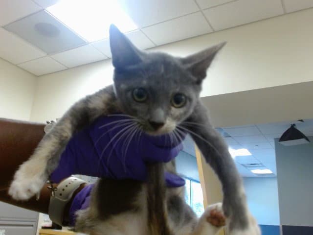 Kimchi - Domestic Short Hair