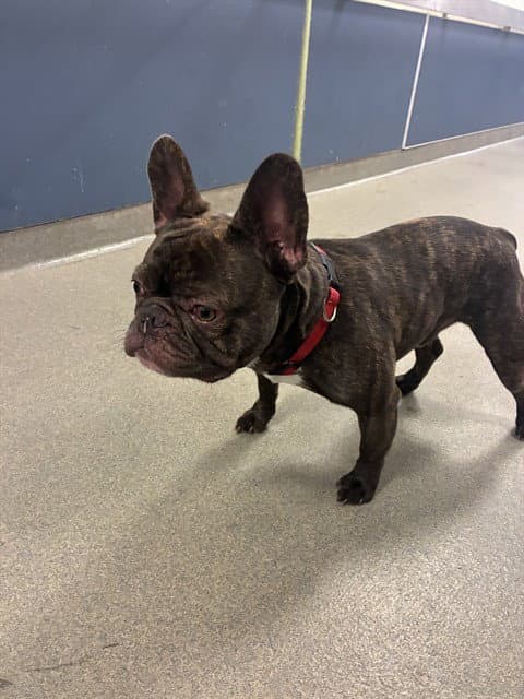 Bingo - French Bulldog