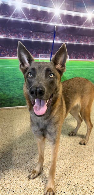 Jane - German Shepherd Dog