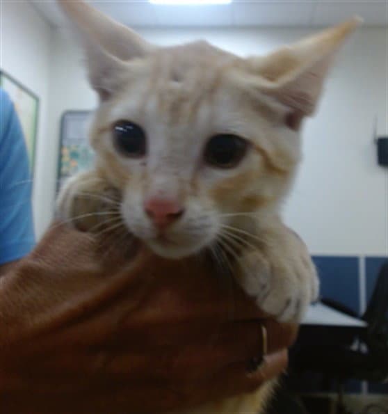 Lala - Domestic Short Hair