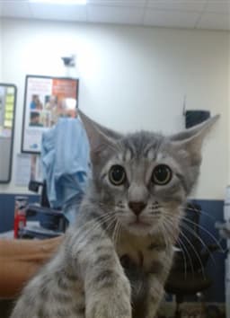 Georgie image 1