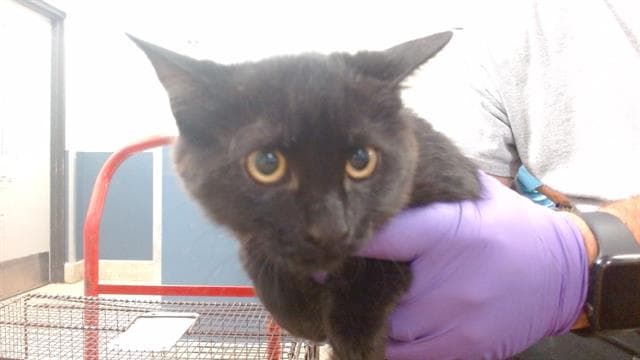 Machita - Domestic Medium Hair