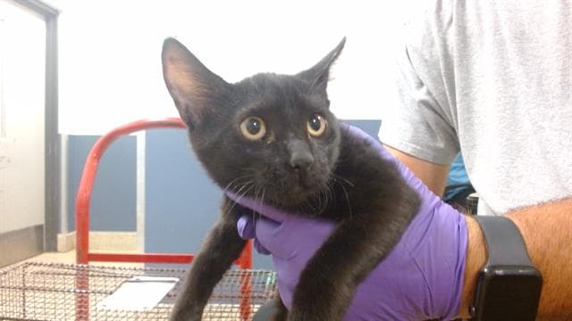Mia - Domestic Short Hair