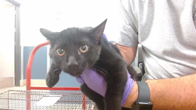 Luna - Domestic Short Hair