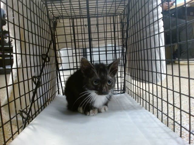 Irvin - Domestic Short Hair