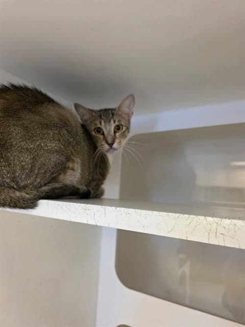 Tom - Domestic Short Hair