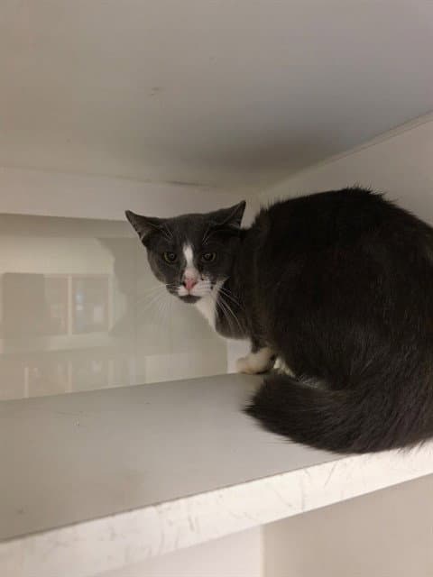Kevin - Domestic Short Hair
