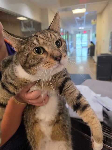 Mordecai - Domestic Short Hair