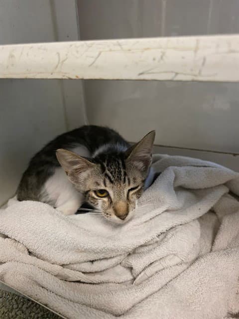 Barry - Domestic Short Hair