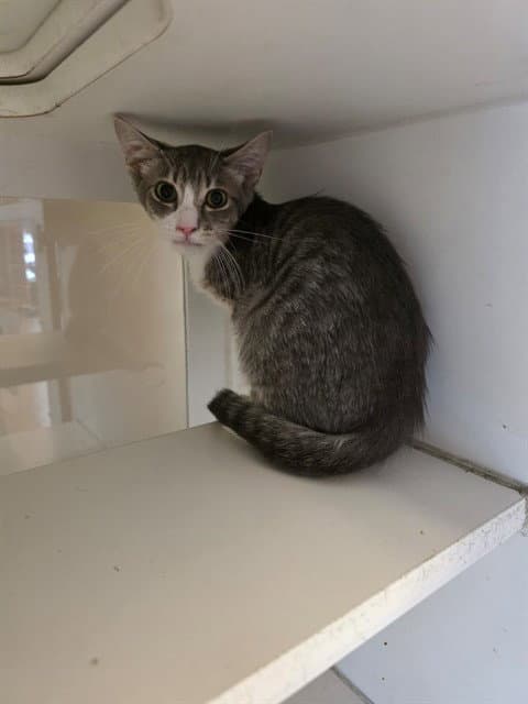 Birdo - Domestic Short Hair