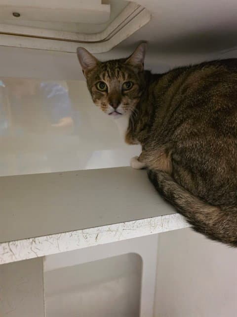 Pops - Domestic Short Hair
