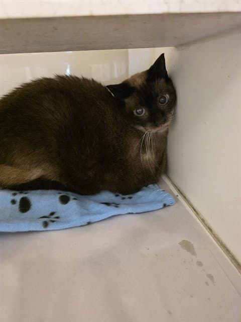 Ted - Siamese