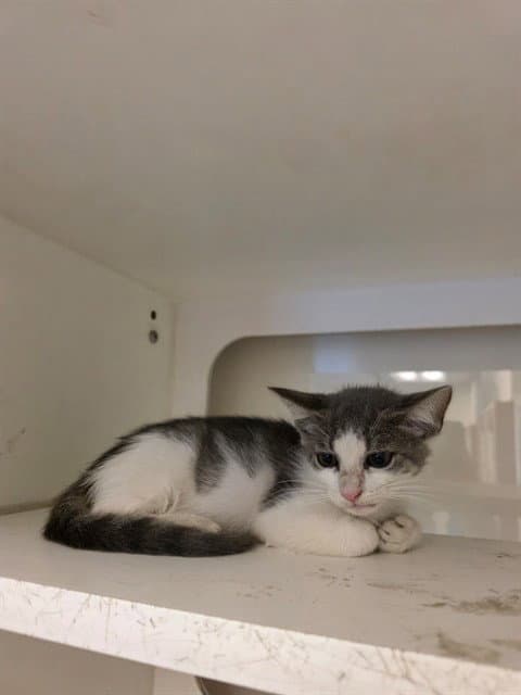 Yoshi - Domestic Short Hair
