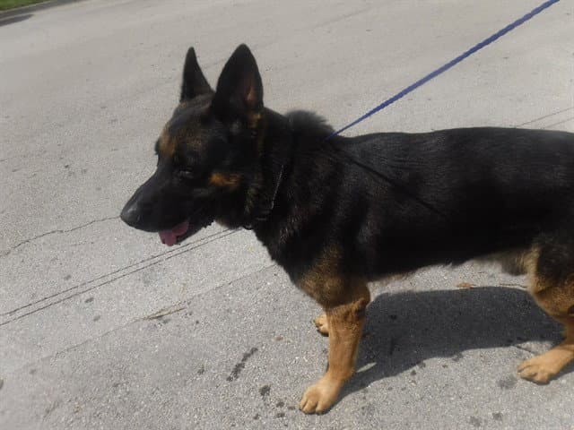 Lucas - German Shepherd Dog