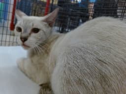 Lucy image 1