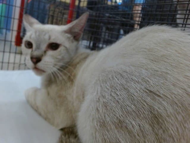 Lucy - Siamese