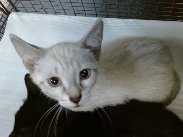 Ethel - Siamese