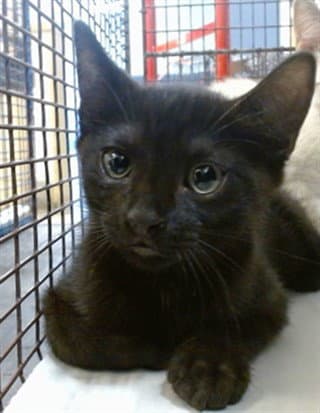 Dezzy - Domestic Short Hair