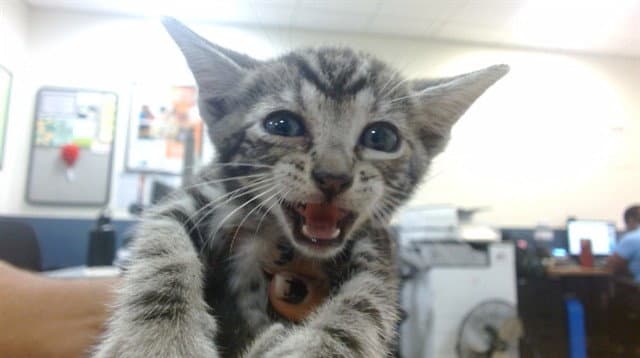 Daisy - Domestic Short Hair