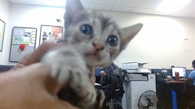Flower - Domestic Short Hair