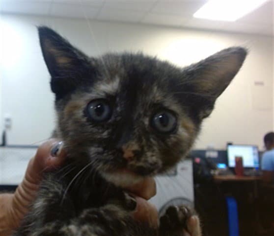 Dandilion - Domestic Short Hair