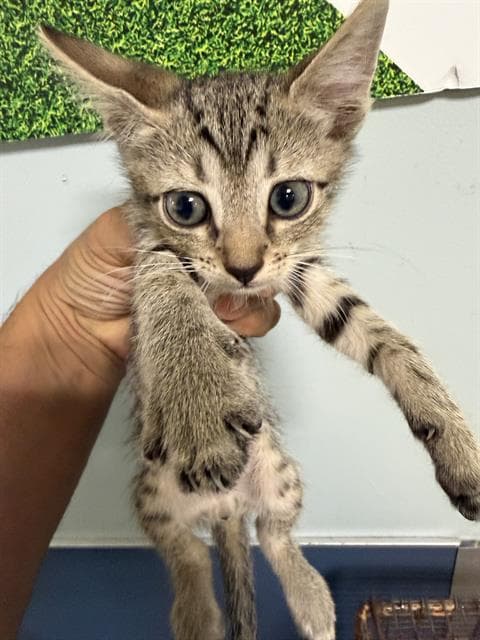 Odie - Domestic Short Hair
