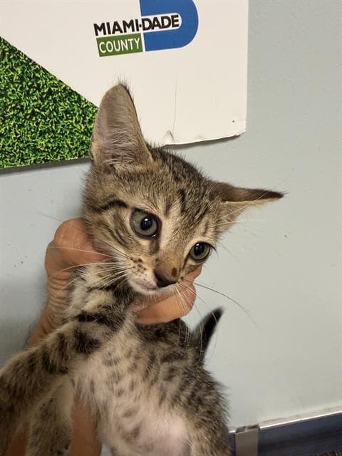 Tubby - Domestic Short Hair