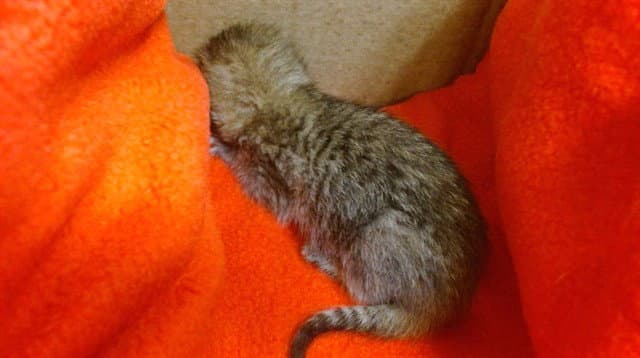 Bebe - Domestic Short Hair