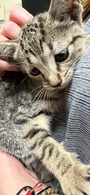 Linna - Domestic Short Hair