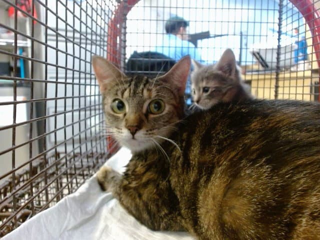 Mavis - Domestic Short Hair