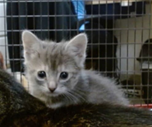 Sarabi - Domestic Short Hair
