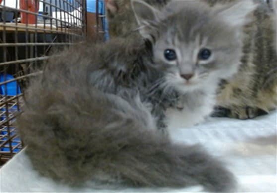 Kiyoto - Domestic Short Hair