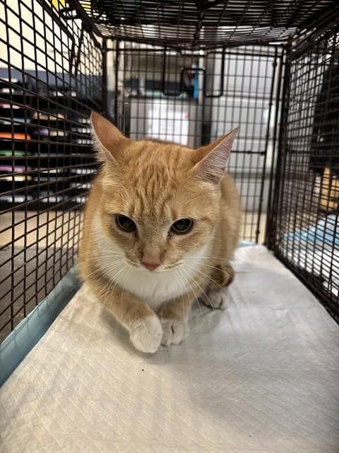Zazu - Domestic Short Hair