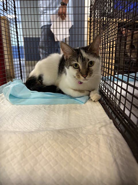 Mimi - Domestic Short Hair
