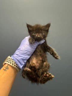 Lilith - Domestic Short Hair