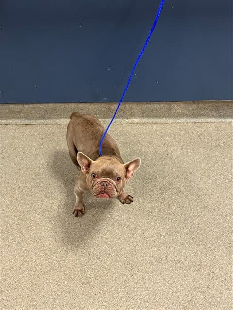 Ginger - French Bulldog