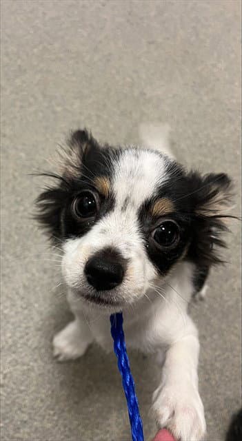 Pickle - Chihuahua